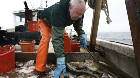 Goodbye, fish and chips? New England haddock imperiled by overfishing